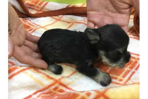 成約済の愛知県のミニチュアシュナウザー-31850の2枚目